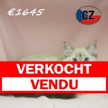 Ragdoll 06-02-26 F (CZ6763) 270526 verkocht - vendu.jpg