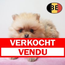 Keesje 01-04-26 F (BE6229) 290526 verkocht - vendu.jpg