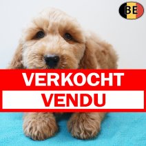 Cockapoo 30-03-26 M(BE6256) 03-06-26 verkocht - vendu.jpg