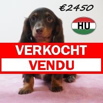 Teckel 26-01-2026 F (HU7763) 20-05-26 verkocht - vendu.jpg