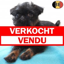 Belgische Griffon 02-04-26 M(BE8303) 06-06-26 verkocht - vendu.jpg