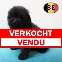 Pomapoo 25-02-26 M (BE3928) 06-05-26 verkocht - vendu.jpg