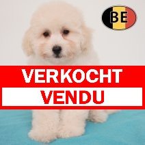 Poedel 10-03-26 M (BE3676) 29-05-26 verkocht - vendu.jpg