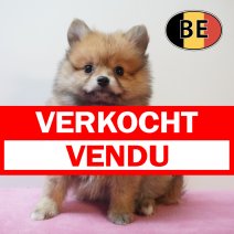 Keesje 31-03-2026 F (BE2466) 270526 verkocht - vendu.jpg