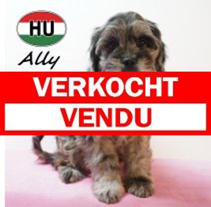 Frenchiepoo Ally 27-12-25 F(HU8774) 15-04-26.verkocht-vendu