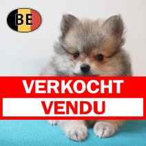 Keesje 31-03-2026 M (BE7376) 270526 verkocht - vendu.jpg