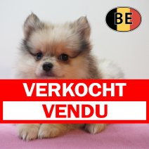 Keesje 31-03-2026 F (BE1860) 270526 verkocht - vendu.jpg