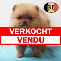 Keesje 01-04-26 M (BE6217) 29-05-26 verkocht - vendu.jpg