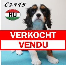 Cavalier King Charles 01-02-2026 M (HU7749) 20-05-26 verkocht - vendu.jpg