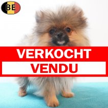 Keesje 15-12-25 M(BE6150) 17-04-26 verkocht - vendu.jpg