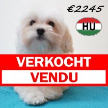 Maltipoo 26-01-2026 M (HU8835) 21-05-26 verkocht - vendu .jpg