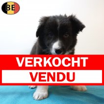 Border Collie 08-03-26 M(BE6626) 06-05-26 verkocht - vendu.jpg