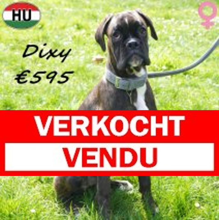 Boxer Dixy 04-10-25 F(HU7612) 12-04-26.jpg