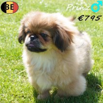 Pekingees Prinz 11-12-25 M(BE2883) 26-04-26.jpg