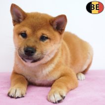 Shiba Inu 31-03-26 F(BE6257) 10-06-26.jpg