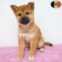 Shiba Inu 31-03-26 F(BE6261) 10-06-26.jpg