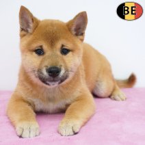 Shiba Inu 31-03-26 F(BE6265) 10-06-26.jpg