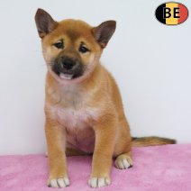 Shiba Inu 31-03-26 F(BE6269) 10-06-26.jpg