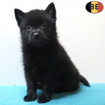 Schipperke 13-04-26 M(BE6099) 10-06-26.jpg