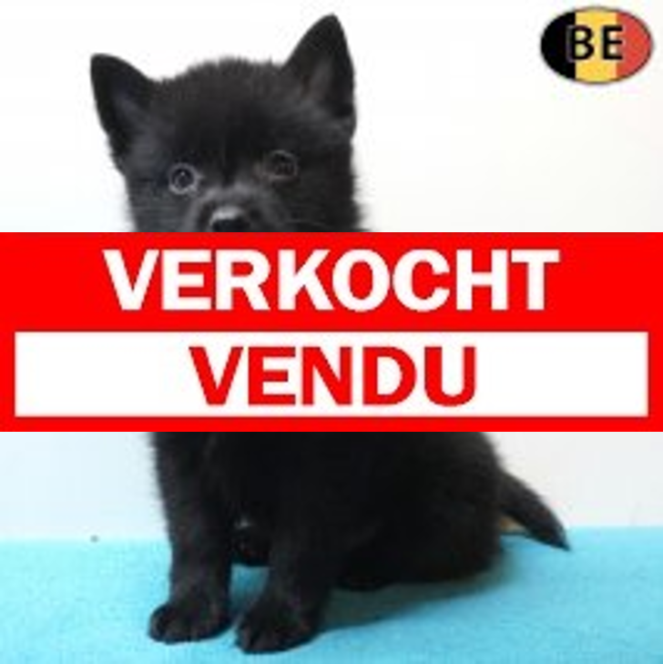 Schipperke 13-04-26 M(BE6099) 10-06-26.verkocht-vendu