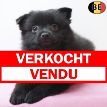 Schipperke 13-04-26 F(BE6274) 10-06-26 verkocht - vendu.jpg