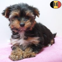Yorkshire Terrier 10-03-26 F(BE6420) 10-06-26.jpg