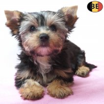 Yorkshire Terrier 10-03-26 F(BE6569) 10-06-26.jpg