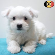 Maltezer 07-04-26 M(BE6359) 10-06-26.jpg