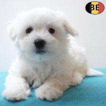 Maltezer 07-04-26 M(BE6392) 10-06-26.jpg