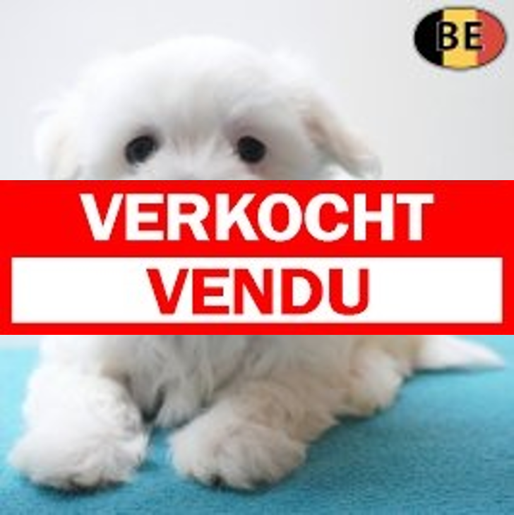 Maltezer 07-04-26 M(BE6392) 10-06-26.verkocht-vendu