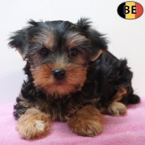 Yorkshire Terrier 07-04-26 F(BE6308) 10-06-26.jpg