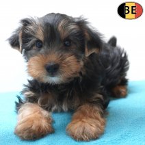 Yorkshire Terrier 07-04-26 M(BE6312) 10-06-26.jpg