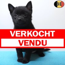Schipperke 13-04-26 M(BE6273) 10-06-26 verkocht - vendu .jpg