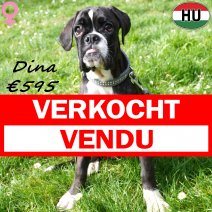 Boxer Dina 04-10-25 F(HU7611) 12-04-26 verkocht - vendu.jpg