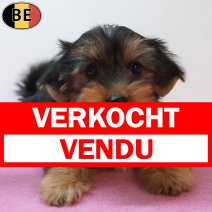 Yorkshire Terrier 07-04-26 F(BE6213) 10-06-26 verkocht - vendu.jpg