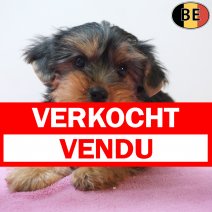 Yorkshire Terrier 07-04-26 F(BE6357) 10-06-26 verkocht - vendu.jpg