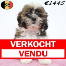 Shih Tzu 11-03-26 F(BE6654) 15-05-26 Verkocht - Vendu.jpg