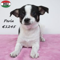Chihuahua Perla 29-12-25 F(HU8820) 12-06-26.jpg