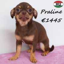 Chihuahua Praline 27-12-25 F(HU8815) 12-06-26.jpg