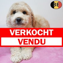 Koningspoedel 06-04-26 F(BE6211) 03-06-26 verkocht - vendu.jpg