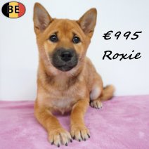 Shiba Inu Roxie 10-02-26 F(BE6008) 12-06-26.jpg