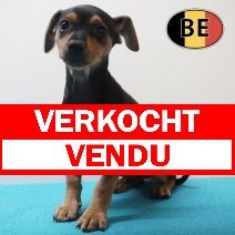 Pinscher 12-03-26 M (BE6484) 22-05-26 verkocht - vendu.jpg