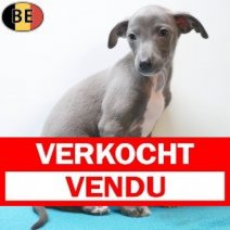 Italiaanse Windhond 20-03-26 M(BE1324) 15-05-26 Verkocht - Vendu.jpg