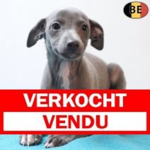 Italiaanse Windhond 20-03-26 M(BE2122) 15-05-26 Verkocht - Vendu.jpg