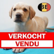Labrador 02-04-2026 M (BE9038) 03-06-2026 Verkocht - Vendu.jpg