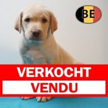 Labrador 02-04-2026 M (BE9054) 03-06-2026 Verkocht - Vendu.jpg