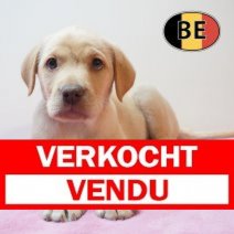 Labrador 02-04-2026 V (BE9048) 03-06-2026 Verkocht - Vendu.jpg
