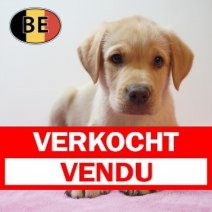 Labrador 02-04-2026 V (BE9213) 03-06-2026 Verkocht - Vendu.jpg
