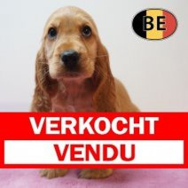 Engelse Cocker 09-04-2026 V (BE1149) 04-06-2026 Verkocht - Vendu.jpg