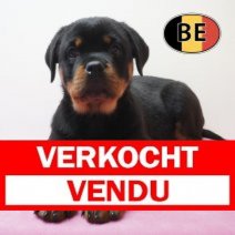 Rottweiler 19-03-26 F (BE8171) 22-05-26 Verkocht - Vendu.jpg
